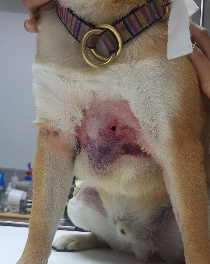 กันต์ กันตถาวร ปรี๊ด คนมักง่ายปล่อยพิทบูล กัดสุนัขที่เลี้ยงไว้