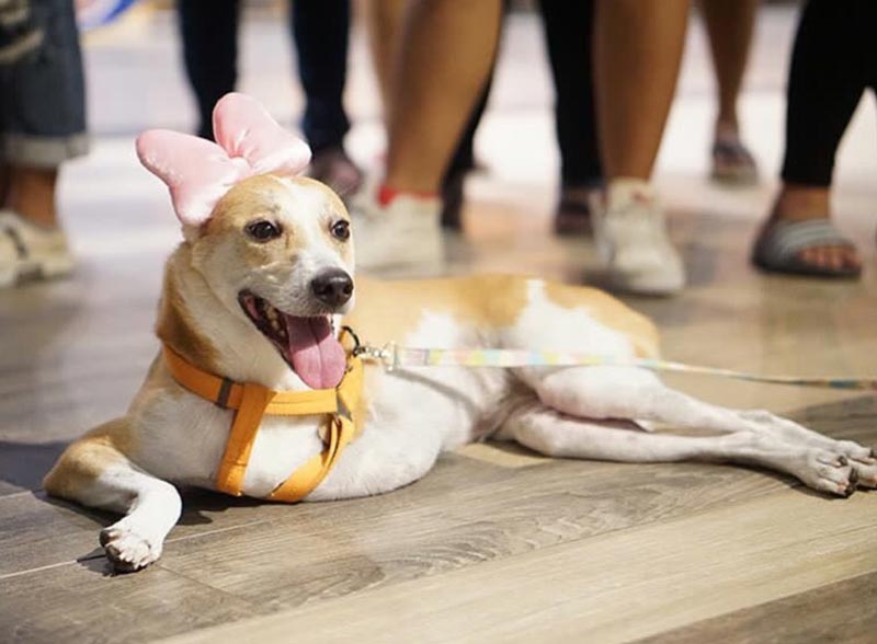 เชียร์ ฑิฆัมพร