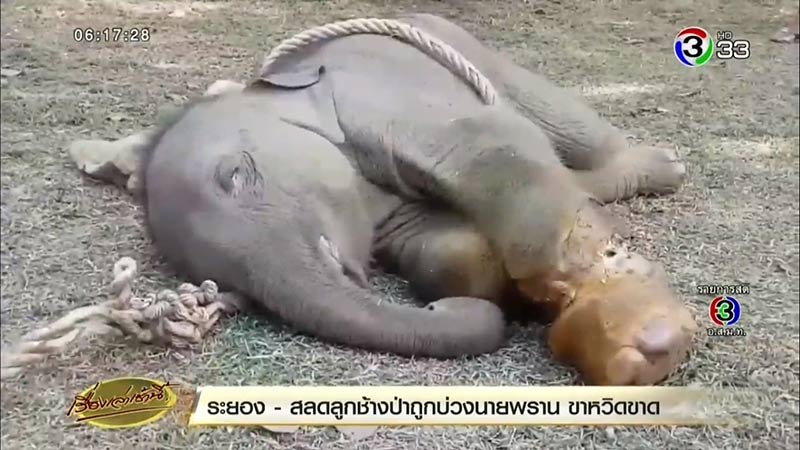 ช้างบาดเจ็บ