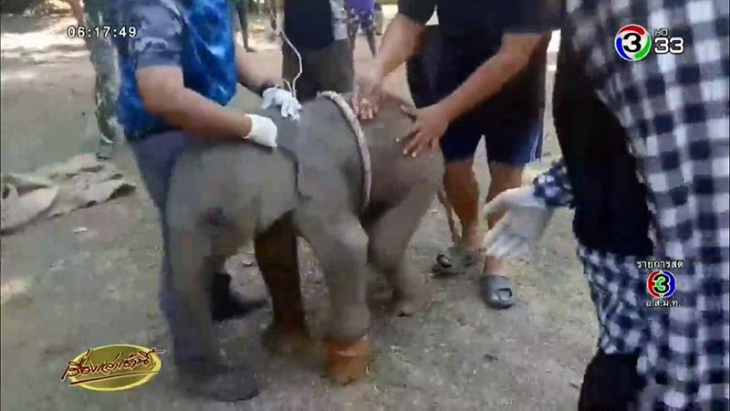 ช้างบาดเจ็บ