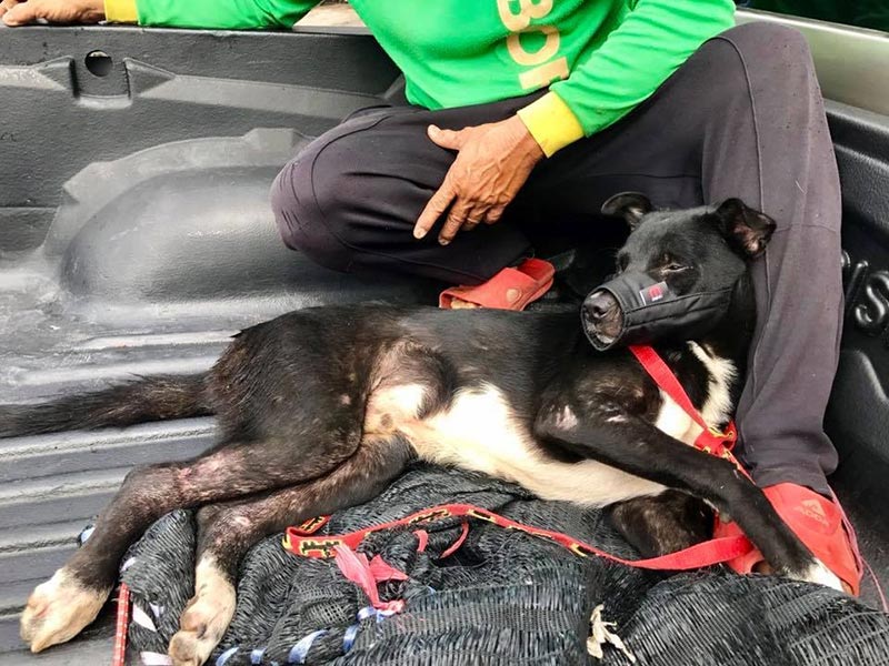 มูลนิธิเพื่อสุนัขจรจัดในไทย