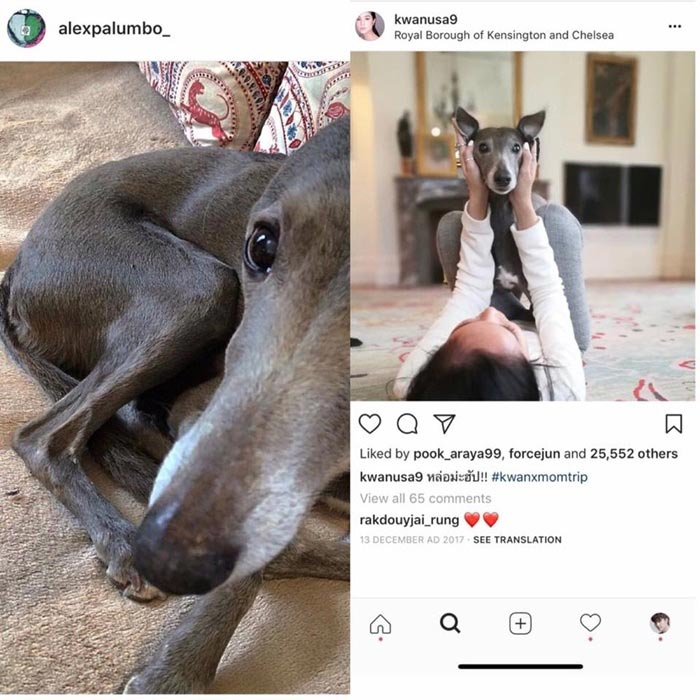 มูลนิธิเพื่อสุนัขจรจัดในไทย