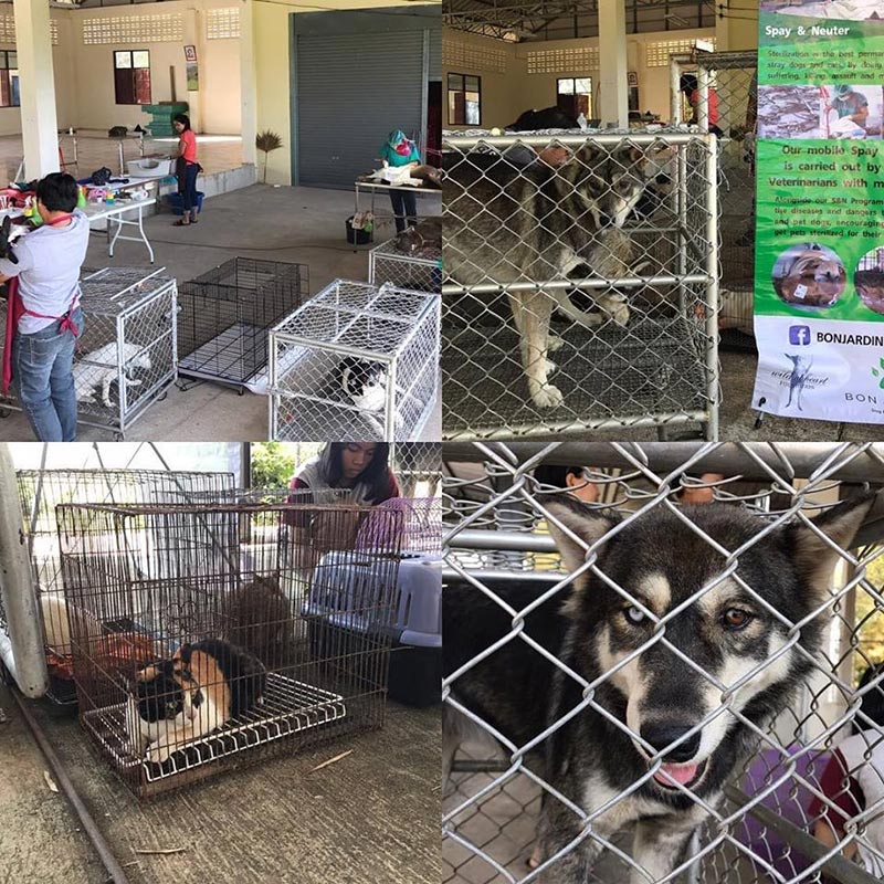 มูลนิธิเพื่อสุนัขจรจัดในไทย