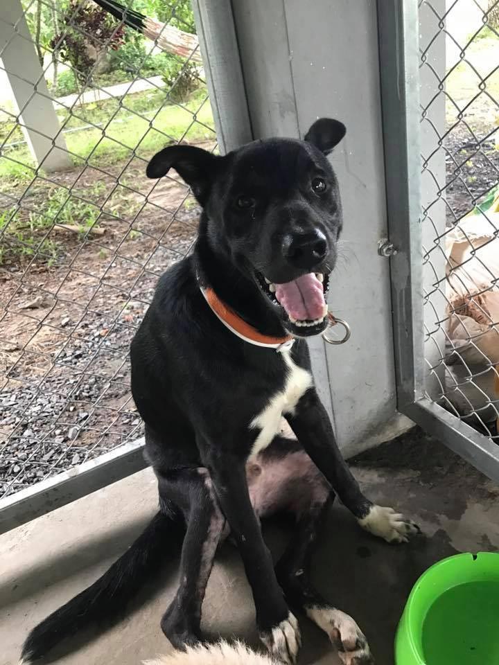 มูลนิธิเพื่อสุนัขจรจัดในไทย