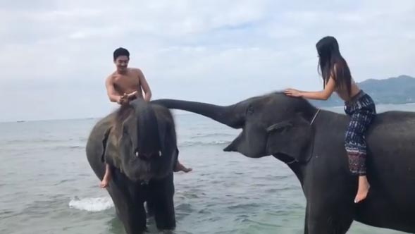 หวาย Kamikaze