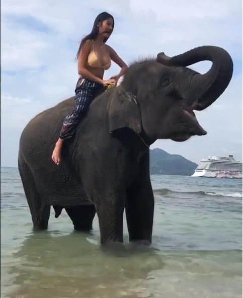 หวาย Kamikaze