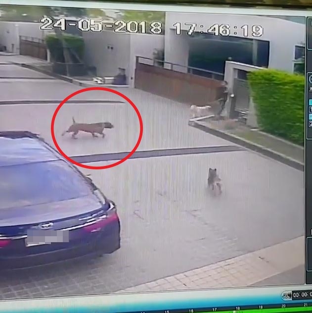 หมา กันต์ กันตถาวร โดนพิทบูลกัด