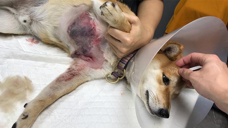 หมา กันต์ กันตถาวร โดนพิทบูลกัด