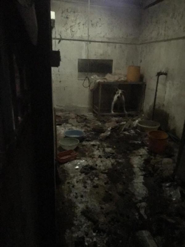 ทารุณหมา