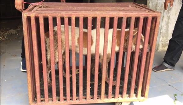 ทารุณหมา