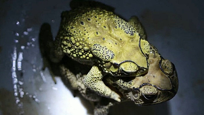 คางคกใบ้หวย