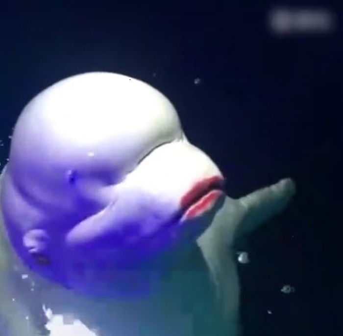 วาฬเบลูก้า