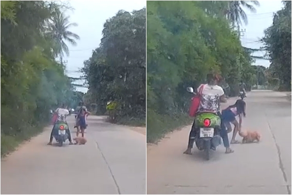 หมาถูกทิ้ง