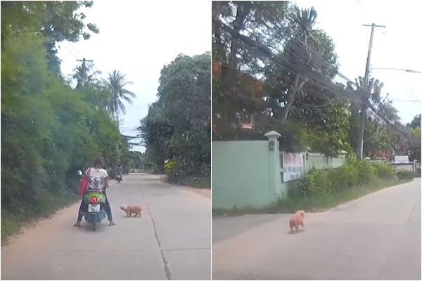 หมาถูกทิ้ง