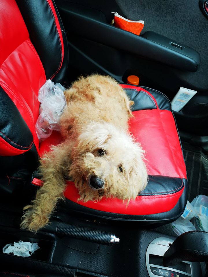 หมาถูกทิ้ง