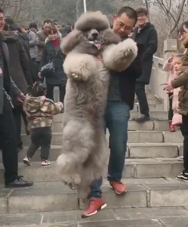 หมาแสนรู้