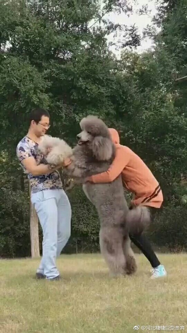 หมาแสนรู้