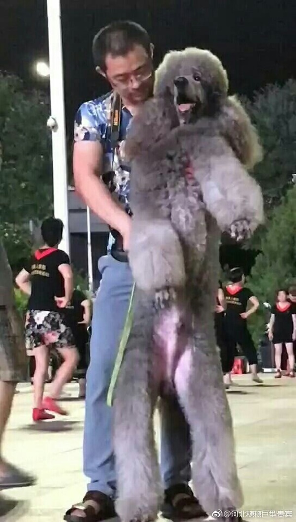 หมาแสนรู้