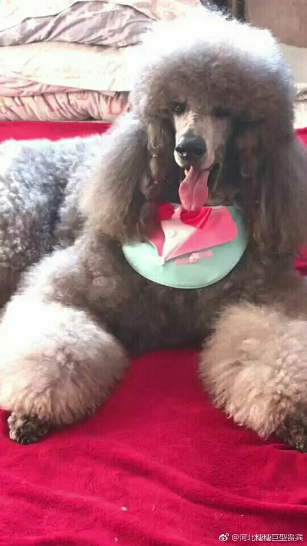 หมาแสนรู้