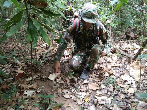 ช้างป่าถูกกระบะชน 