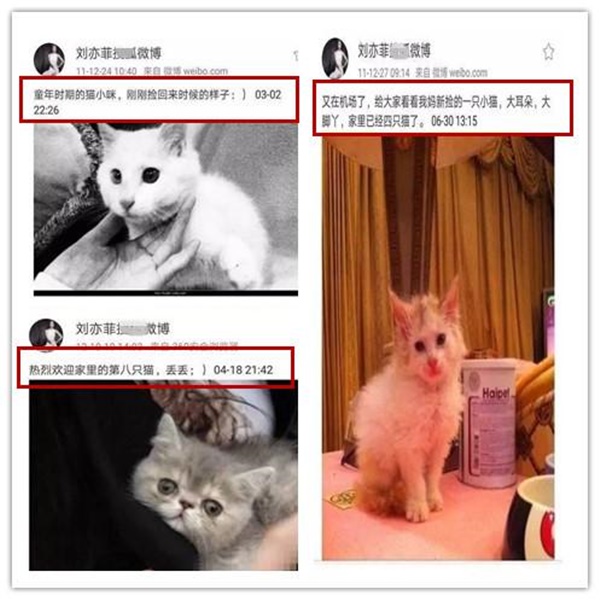  หลิวอี้เฟย นางฟ้าของแมวเหมียว 