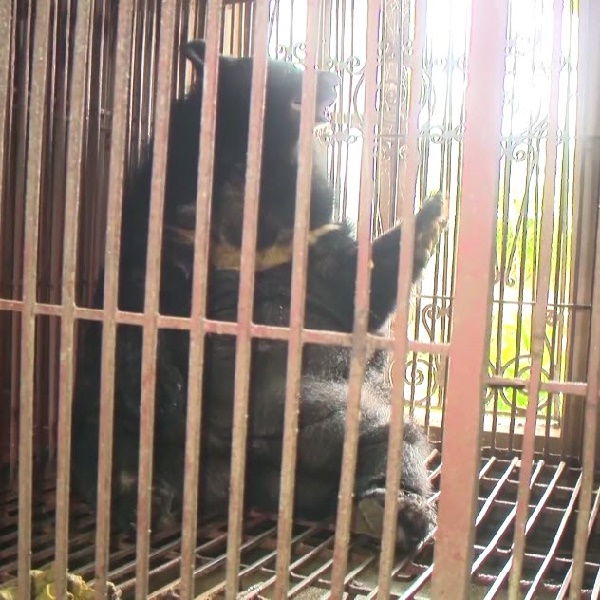 เปิดชีวิตเวทนาของหมี  