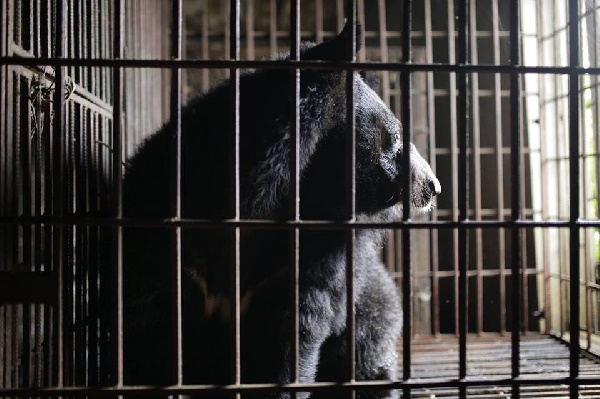 เปิดชีวิตเวทนาของหมี  