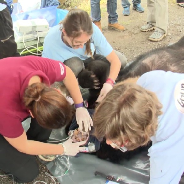 เปิดชีวิตเวทนาของหมี  