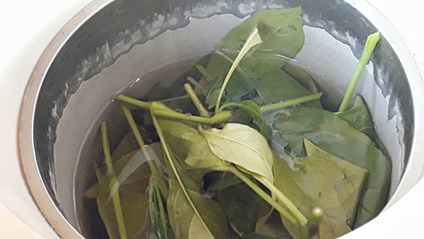 ต้นอังกาบหนู