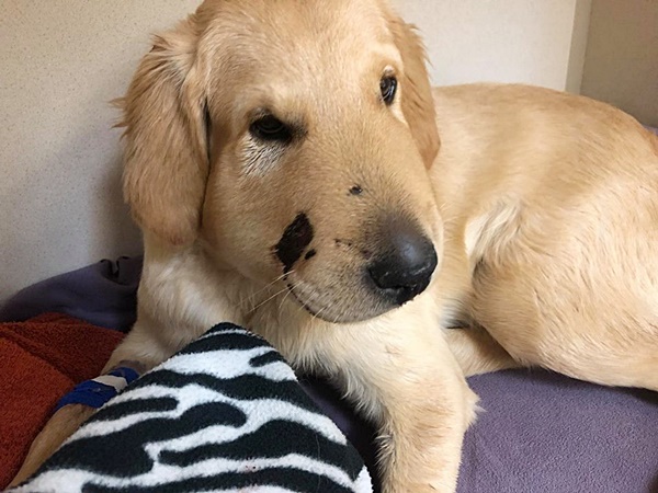 หมาแสนรู้