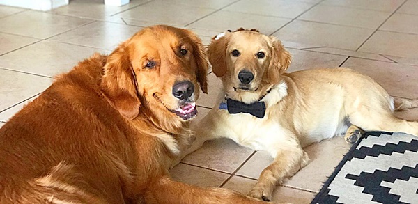 หมาแสนรู้