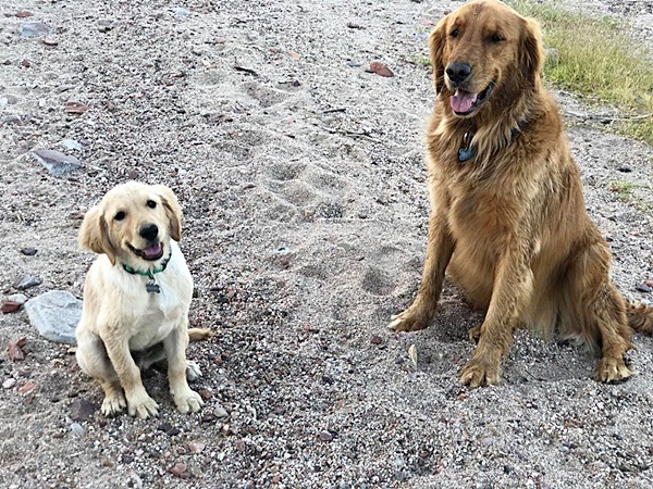 หมาแสนรู้