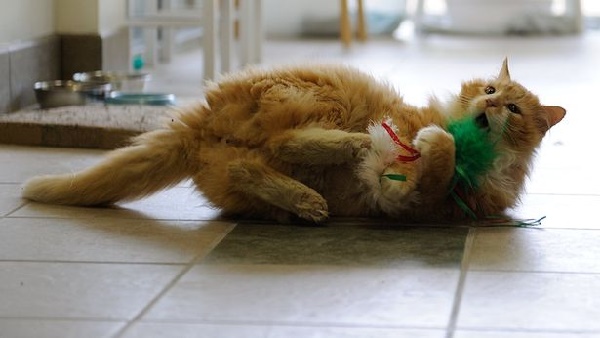 การุณยฆาต