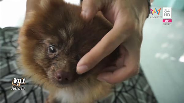 ทารุณสัตว์