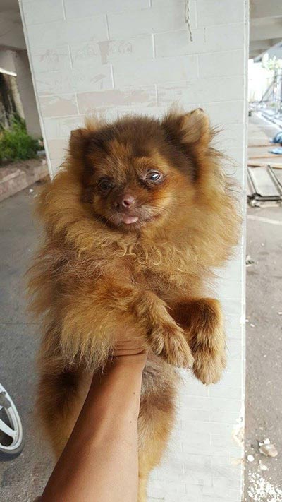 ทารุณสัตว์