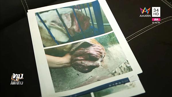 ทารุณสัตว์