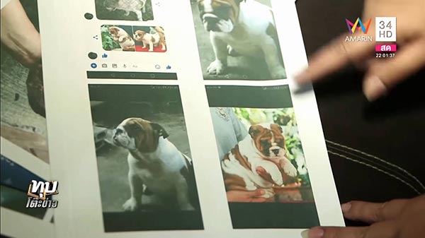 ทารุณสัตว์