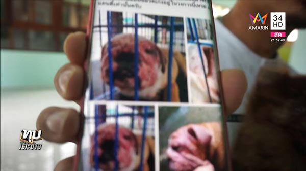 ทารุณสัตว์