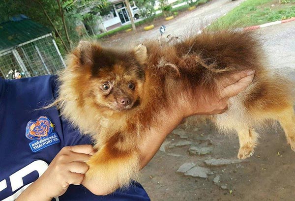 ทารุณสัตว์