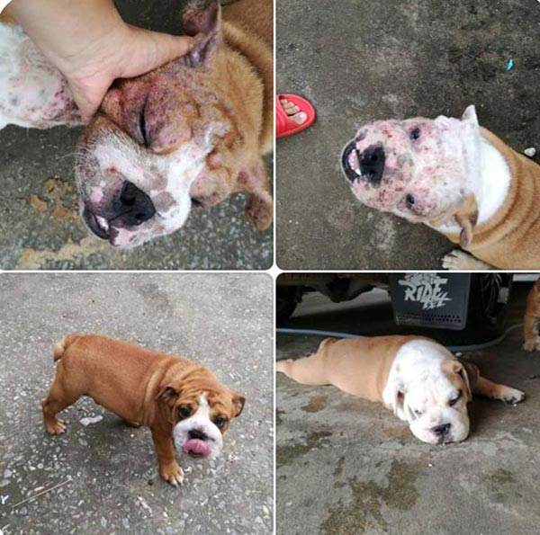 ทารุณสัตว์