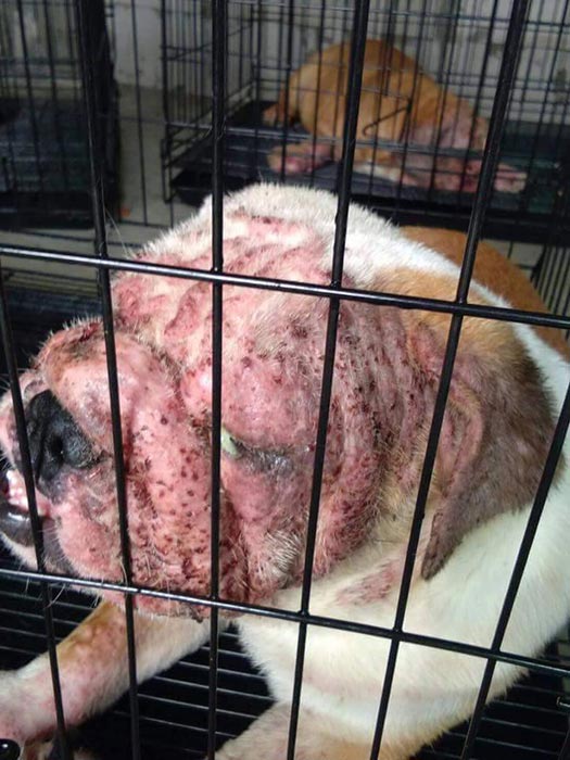 ทารุณสัตว์