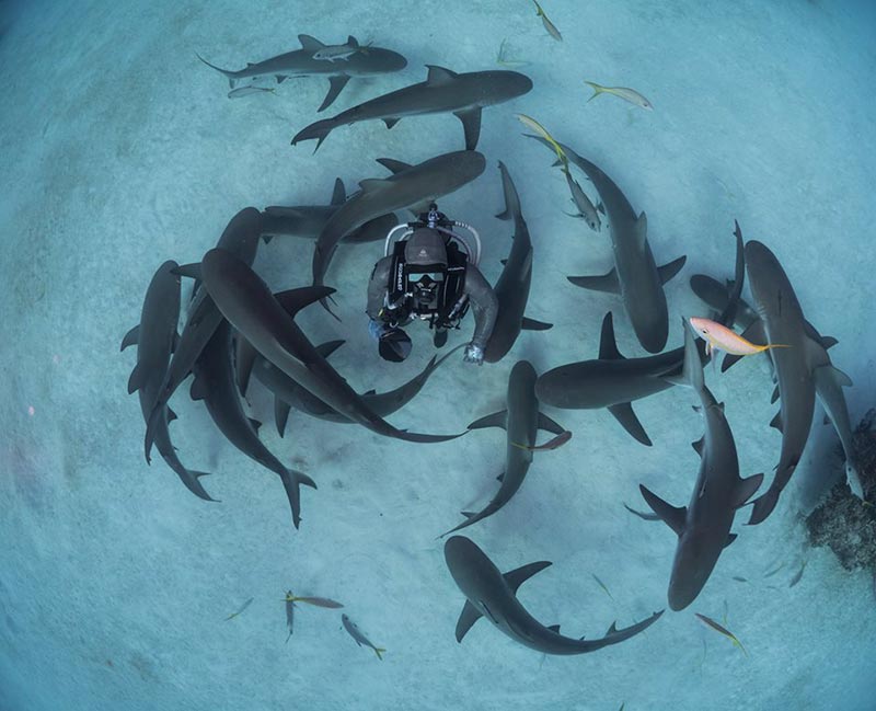 ช่วยฉลาม