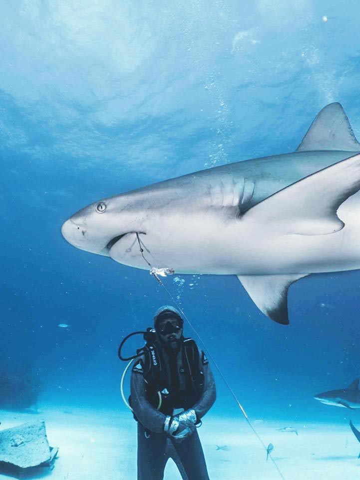 ช่วยฉลาม