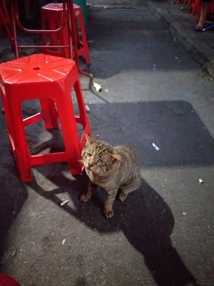 แมวจรจัดหัวโต