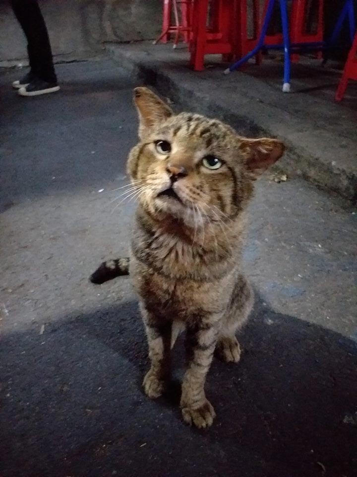 แมวจรจัดหัวโต