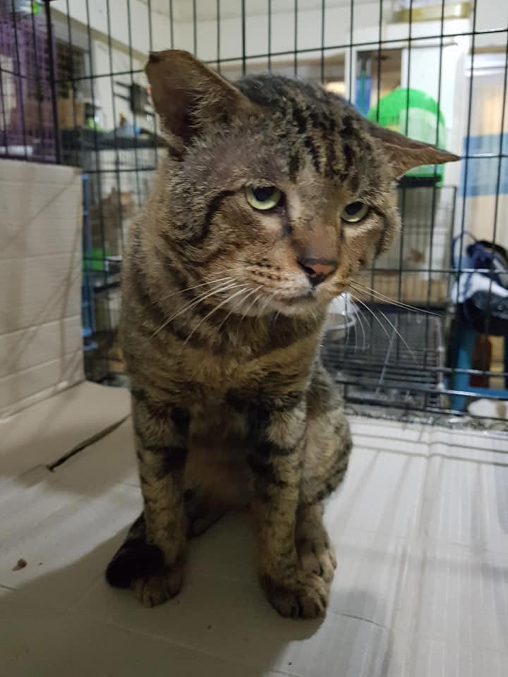 แมวจรจัดหัวโต