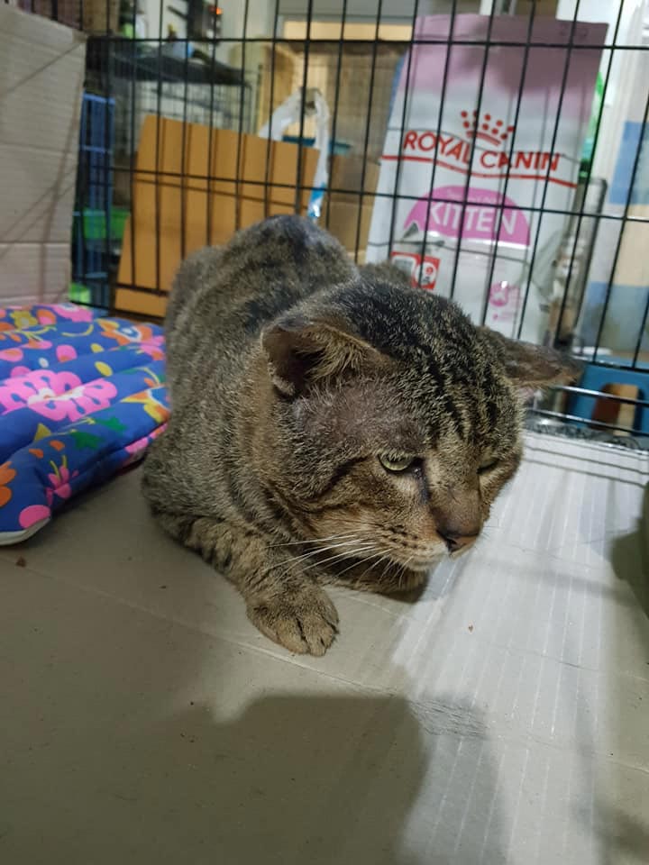 แมวจรจัดหัวโต