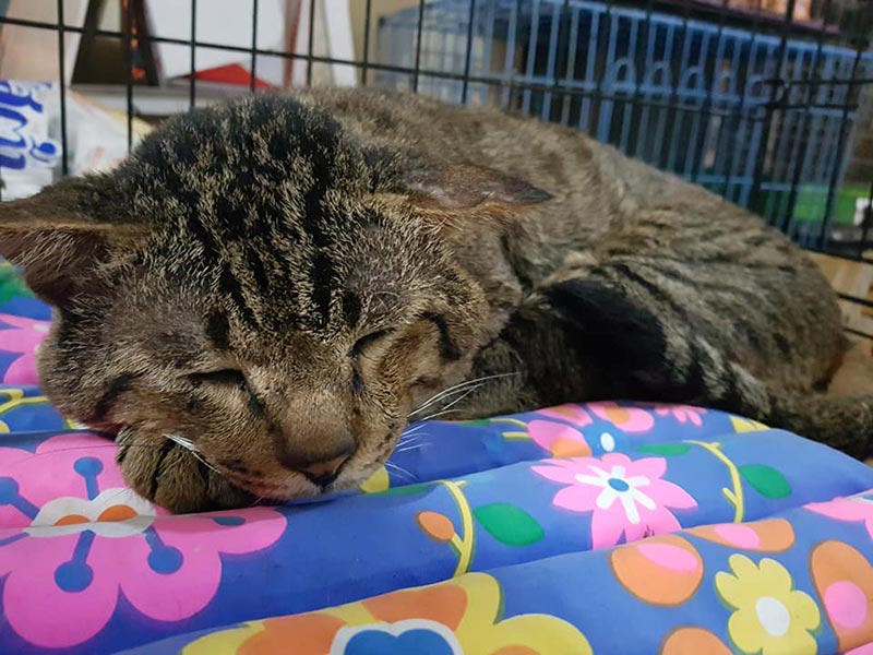 แมวจรจัดหัวโต