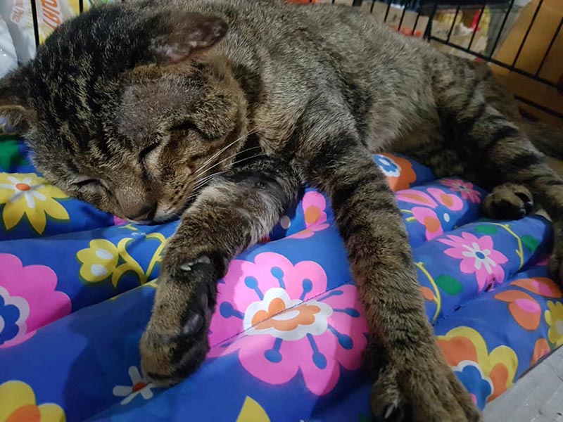 แมวจรจัดหัวโต