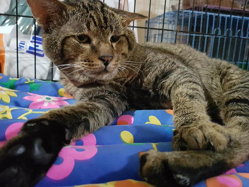 แมวจรจัดหัวโต